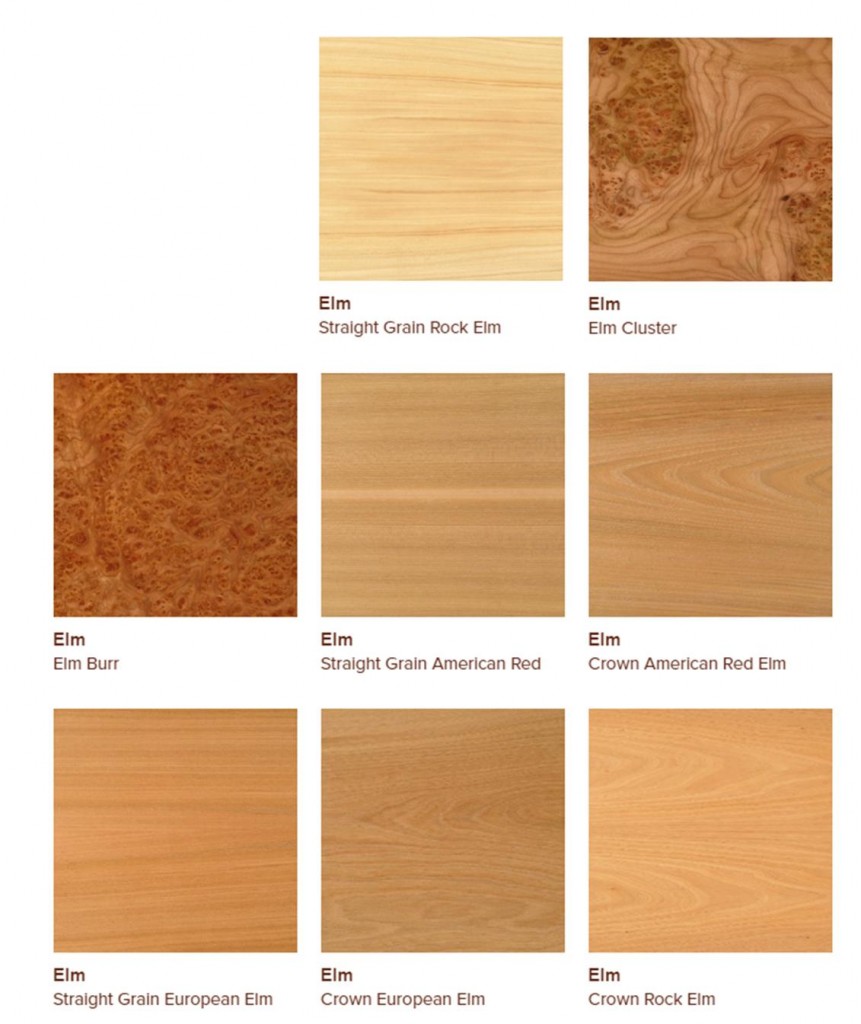 Elm veneers